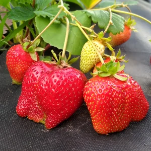 Основы ухода за голубикой